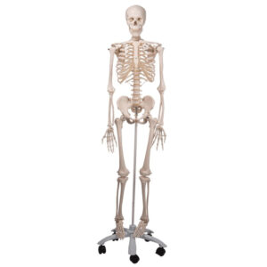 Human skeleton Model
