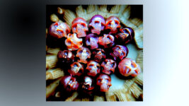 The Enchanting World of Pearl Skulls